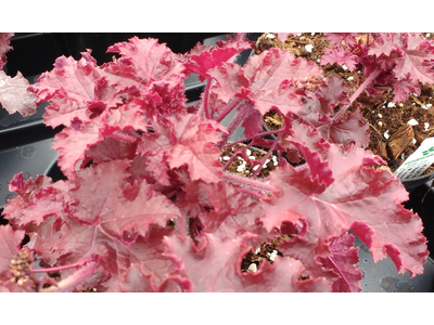 Heuchera