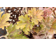 Heuchera Lemon Chiffon ®