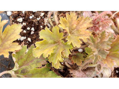 Heuchera