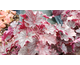 Heuchera