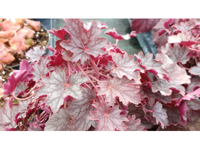 Heuchera