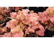 Heucherella Happy Hour Lime ®