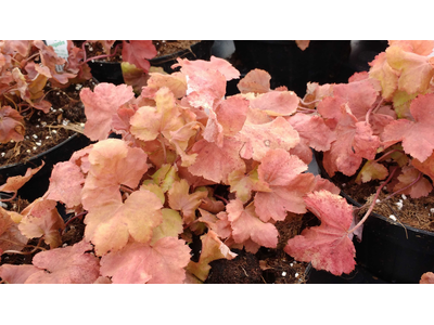Heucherella