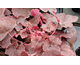 Heuchera Pink Pearls ®