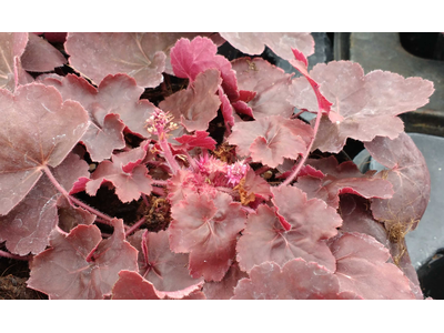 Heuchera