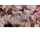 Heuchera Green Spice