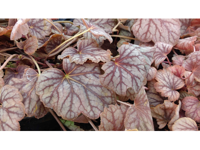 Heuchera