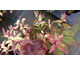 Leucothoe fontanesiana Makijaz