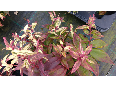 Leucothoe fontanesiana