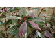 Photinia fraseri Louise