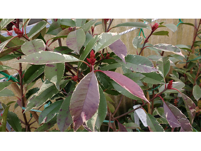 Photinia fraseri
