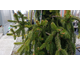 Picea abies Inversa Pendula
