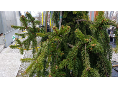 Picea abies