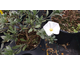 Convolvulus cneorum 