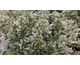 Euonymus japonicus Microphyllus Albomarginatus