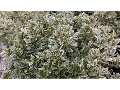 Euonymus japonicus