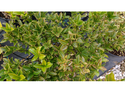 Euonymus japonicus