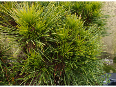 Pinus mugo