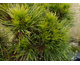 Pinus mugo Varella
