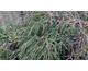 Chamaecyparis pisifera Filifera Nana