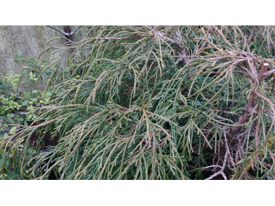 Chamaecyparis pisifera