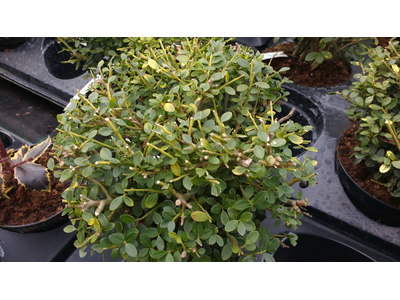 Ilex crenata