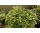 Osmanthus heterophyllus Tricolor (Goshiki)