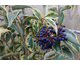 Ligustrum japonicum Colombine