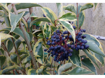 Ligustrum japonicum