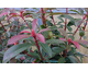 Photinia fraseri