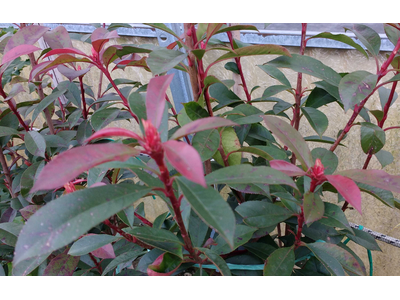 Photinia fraseri