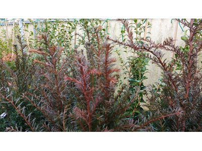 Taxus baccata