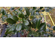 Ilex aquifolium