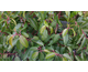 Prunus lusitanica var. myrtifolia 