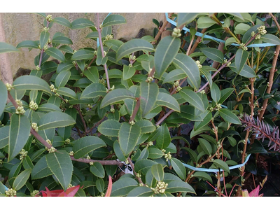 Osmanthus x burkwoodii