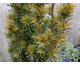 Taxus baccata Fastigiata Aurea