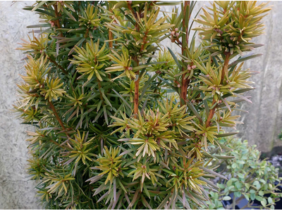 Taxus baccata