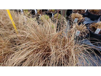 Carex flagellifera bronze form