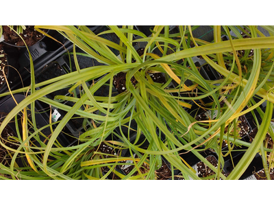 Carex trifida