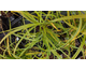 Carex trifida None