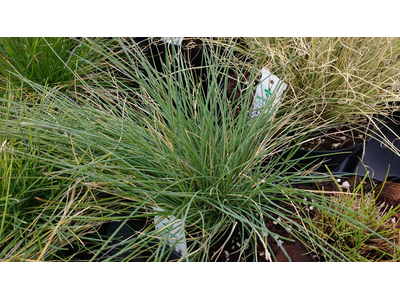 Festuca valesiaca var. glaucantha