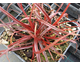 Uncinia uncinata  Rubra