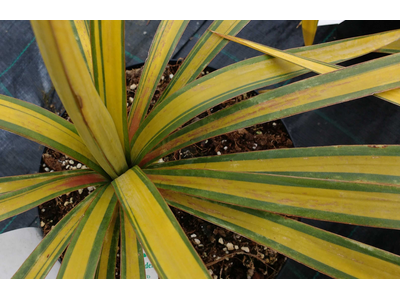 Yucca recurvifolia