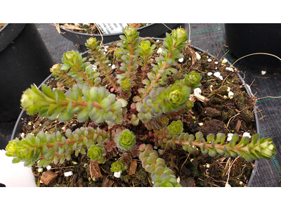 Sedum middendorffianum var. striatum