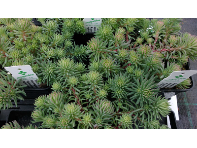 Sedum forsterianum ssp. elegans 