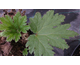 Gunnera manicata 
