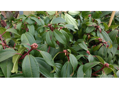 Viburnum davidii