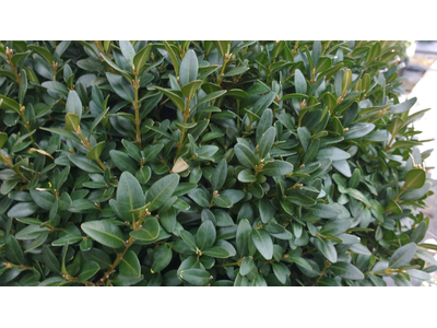 Buxus sempervirens