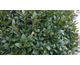 Buxus sempervirens 