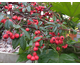 Cotoneaster salicifolius var. repens 